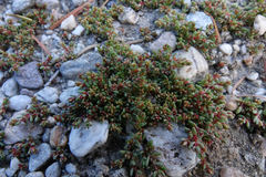 Crassula mataikona