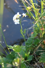Cardamine pratensis