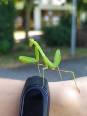 Hierodula transcaucasica