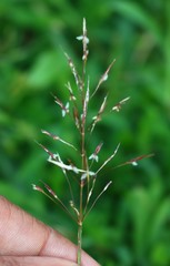 Chrysopogon