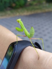 Hierodula transcaucasica