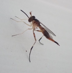 Stylogaster biannulata