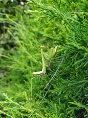 Hierodula transcaucasica