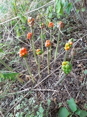 Arum cylindraceum