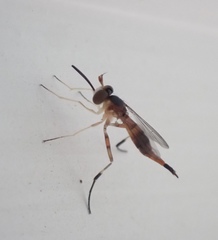 Stylogaster biannulata