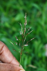 Chrysopogon