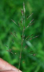Chrysopogon