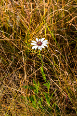 Callilepis laureola