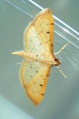 Herpetogramma basalis