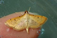 Herpetogramma basalis