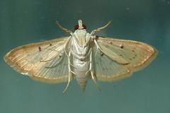 Herpetogramma basalis