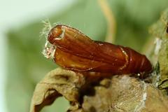 Herpetogramma basalis