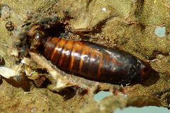 Herpetogramma basalis