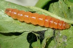Herpetogramma basalis