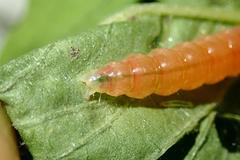 Herpetogramma basalis