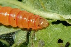 Herpetogramma basalis