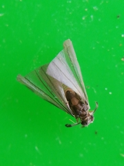 Mengenillidae