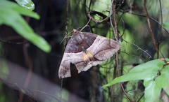 Bastilla fulvotaenia