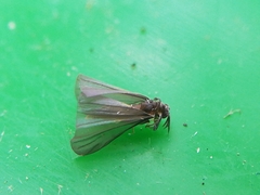 Mengenillidae