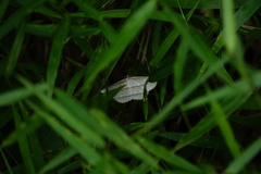 Heteralex rectilineata