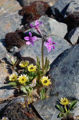 Primula tschuktschorum