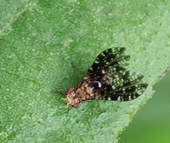 Homoneura trypetoptera
