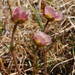 Ranunculus glacialis camissonis - Photo (c) Pavel Gorbunov, algunos derechos reservados (CC BY-NC), subido por Pavel Gorbunov