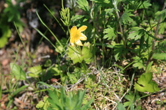 Anemonastrum richardsonii