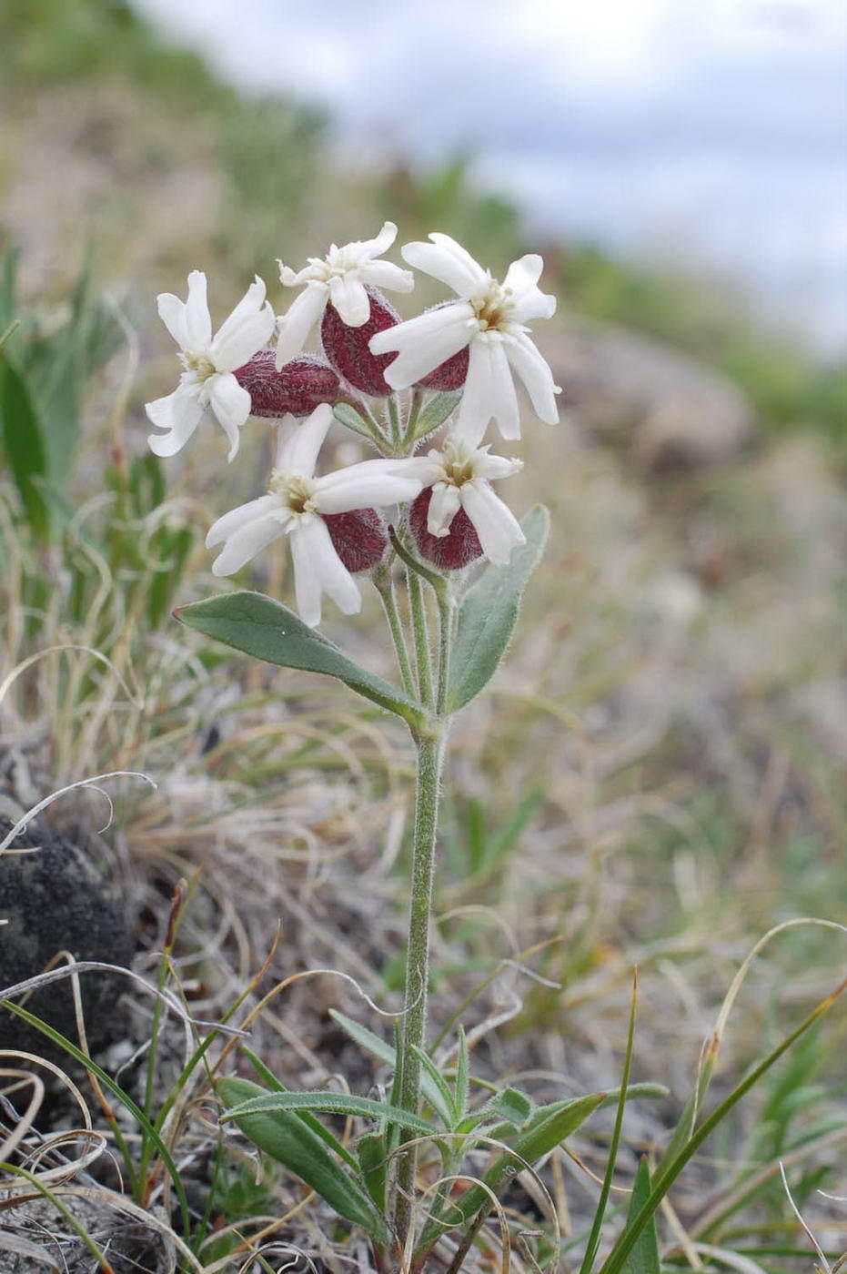 Silene repens