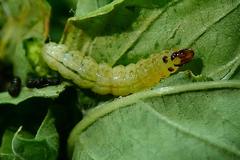 Herpetogramma basalis