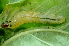 Herpetogramma basalis