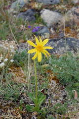 Arnica griscomii
