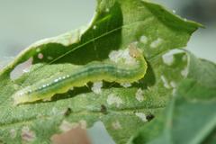 Herpetogramma basalis