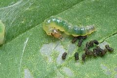 Herpetogramma basalis