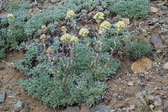 Artemisia glomerata