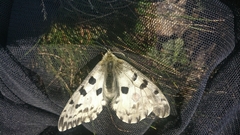 Parnassius nomion