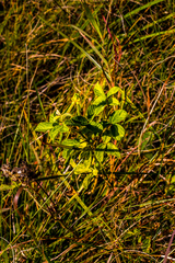 Eriosema parviflorum