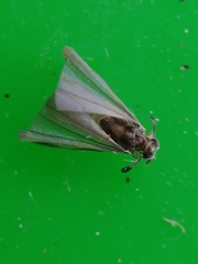 Mengenillidae