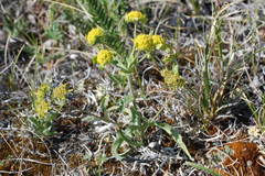 Bupleurum triradiatum