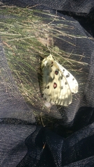 Parnassius nomion