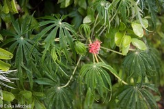 Jatropha multifida
