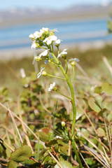 Cardamine digitata