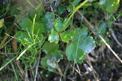 Anemonastrum richardsonii