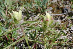 Castilleja pavlovii