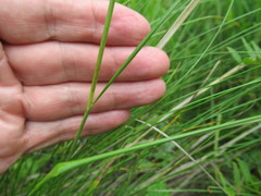 Stipa baicalensis