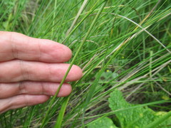 Stipa baicalensis