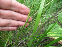 Stipa baicalensis