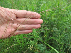 Stipa baicalensis