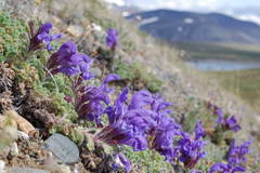 Dracocephalum palmatum