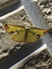 Corymica arnearia